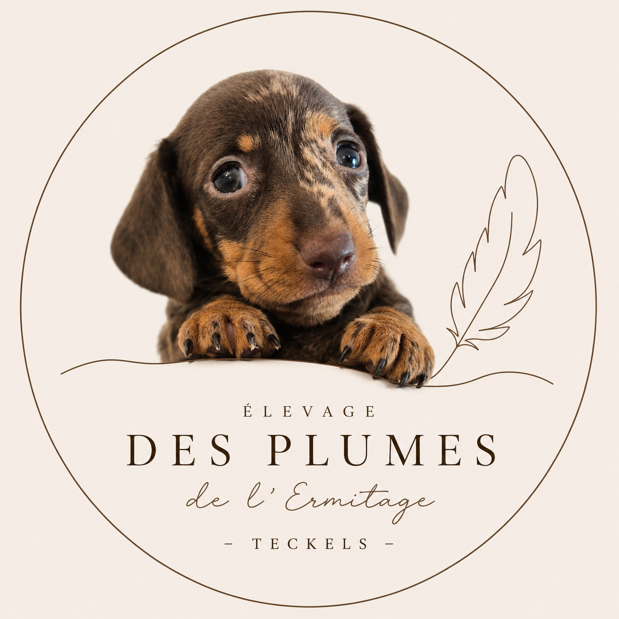 Des Plumes De L'Ermitage